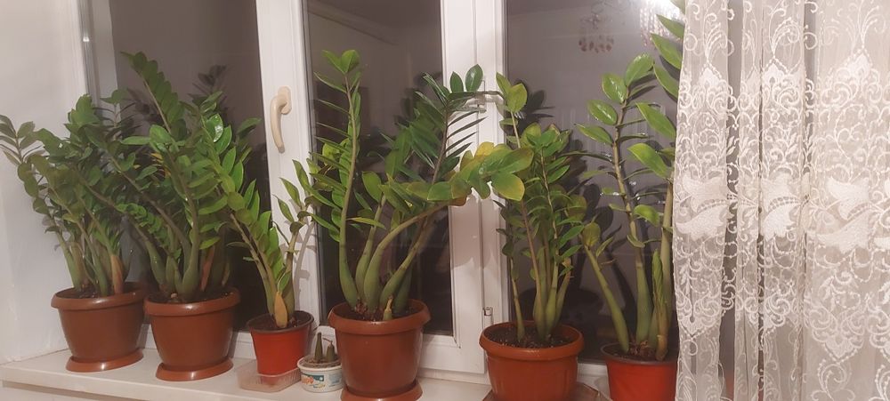 Комнатные цветы 1500