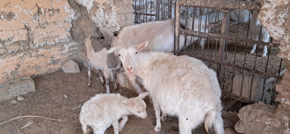 Орыс ешкі сатылады