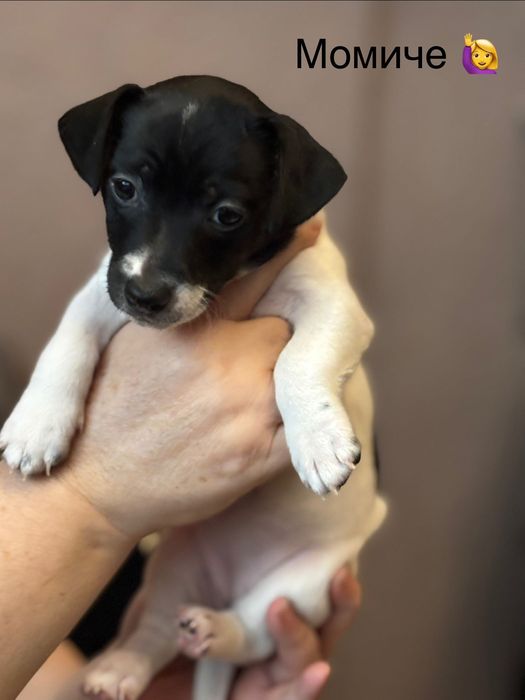 Бебета Джак Ръсел за продажба