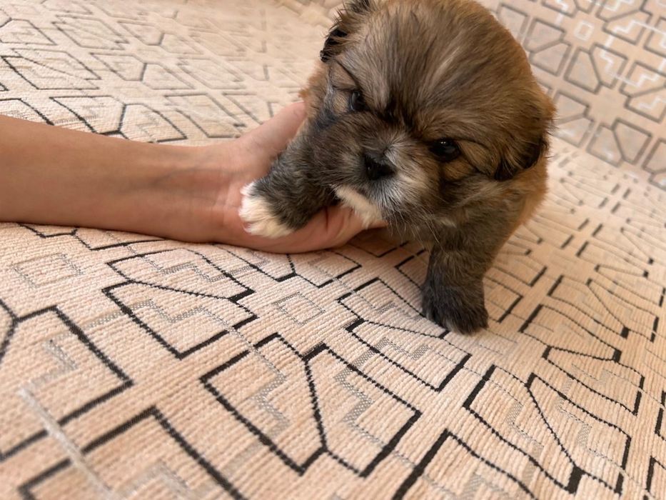 Продадим Щенков Пекинесов