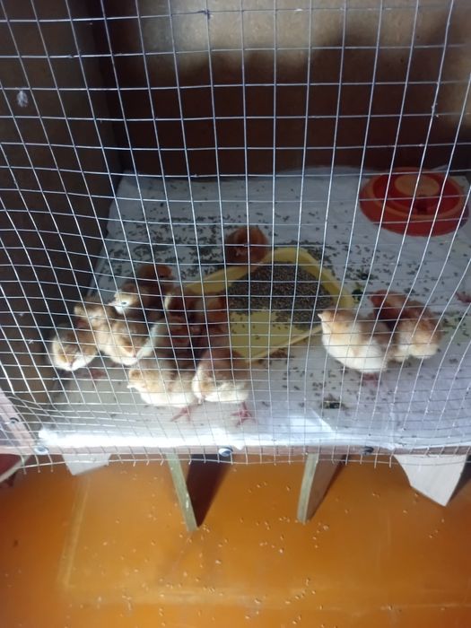 Продаются цыплятки