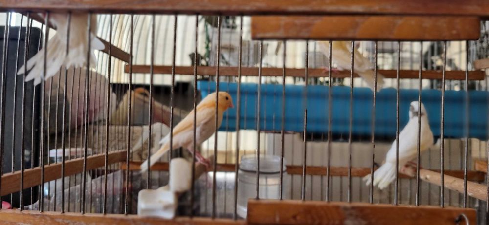 Три молодых самца канарейки от красного и белого мозаика