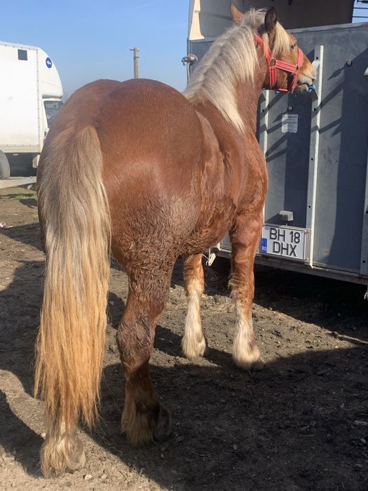 Vand manz …………….