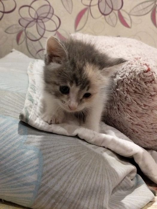 Отдам котят бесплатно