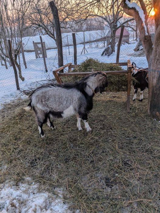 doi țapi de vânzare