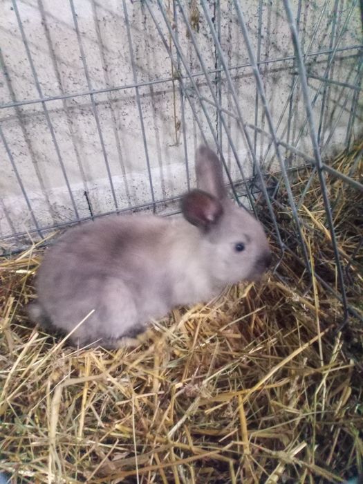 Vând iepuri berbec german 2 luni.