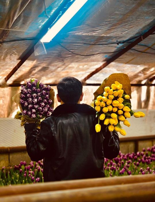 Тюльпаны Алматы п Боралдай