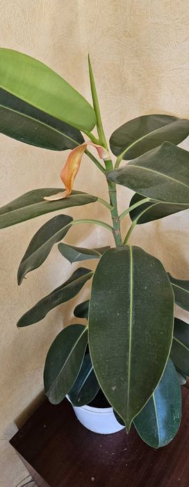 Комнатное растение Фикус