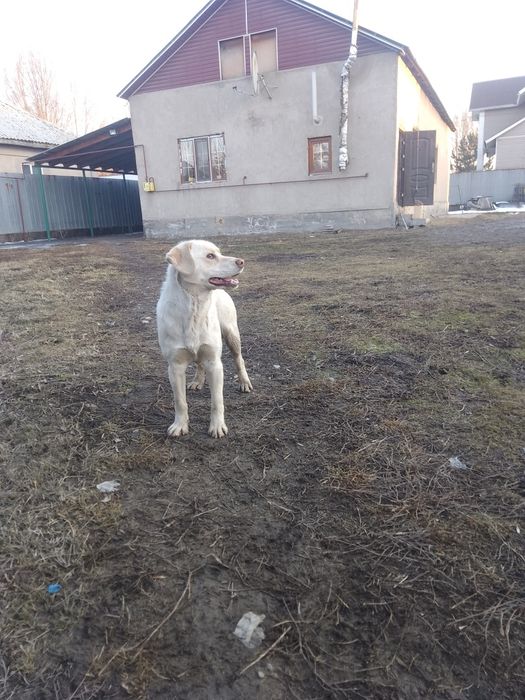 Рабрадор ретривер