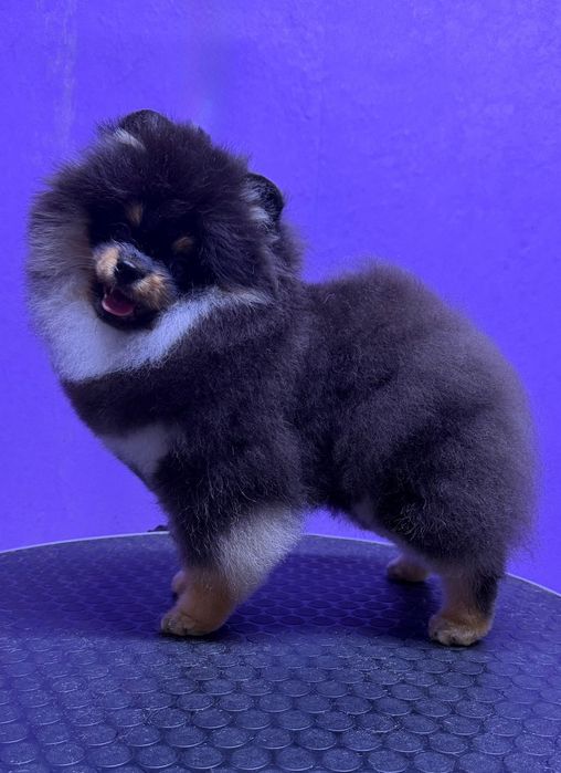 Щенок померанского шпица