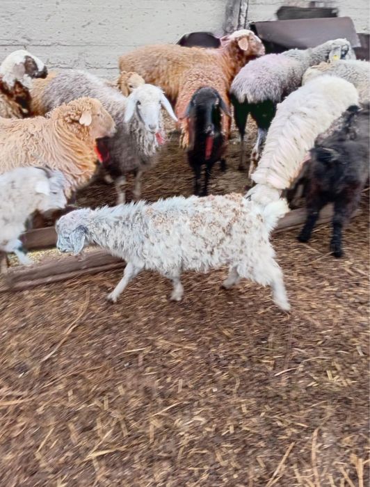 Қой  мен ешкі сатамын