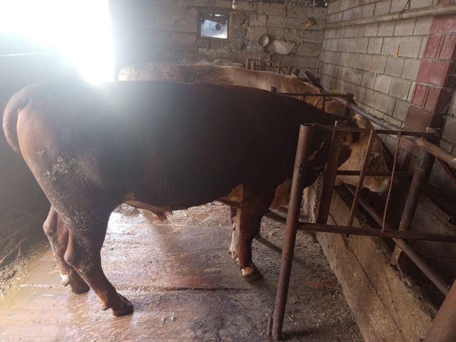 Продам бык возраст 1,6 месяцев