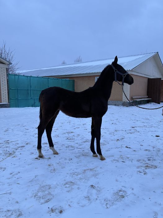 Ахалтекинские жеребята