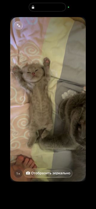 Фолд котенок 1 мес мальчик лиловый