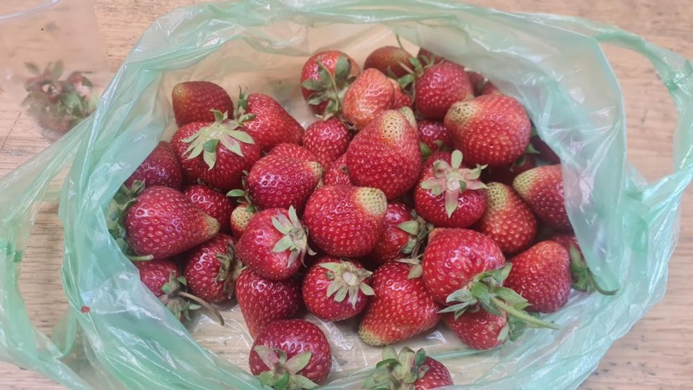 Vand stoloni de capsuni