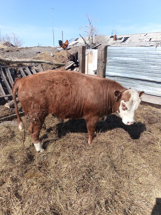 Продам бычков 5 голов