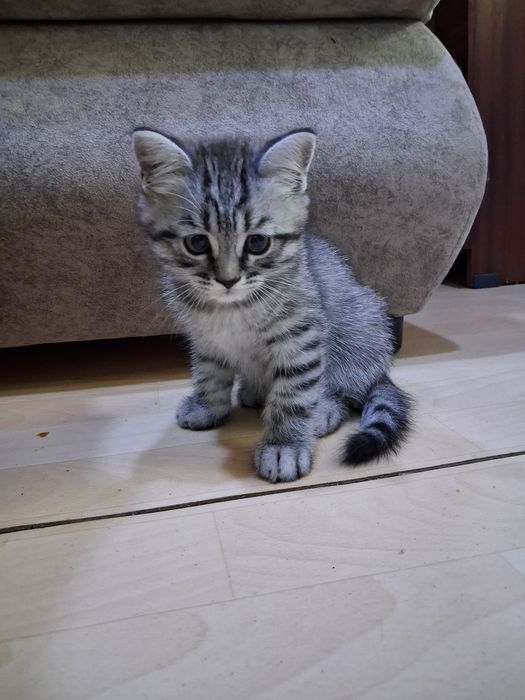 Продам  шотлатландского мальчика.