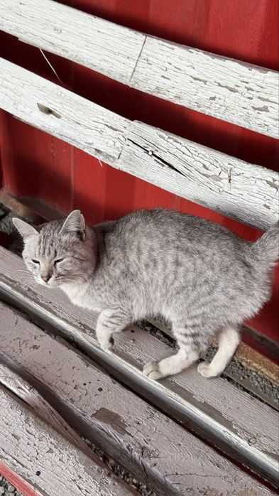 Отдам даром в хорошие руки кота