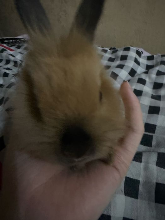 Кролик маленький