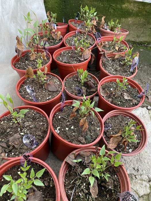 Клематис Руж кардинал и Лазурштерн