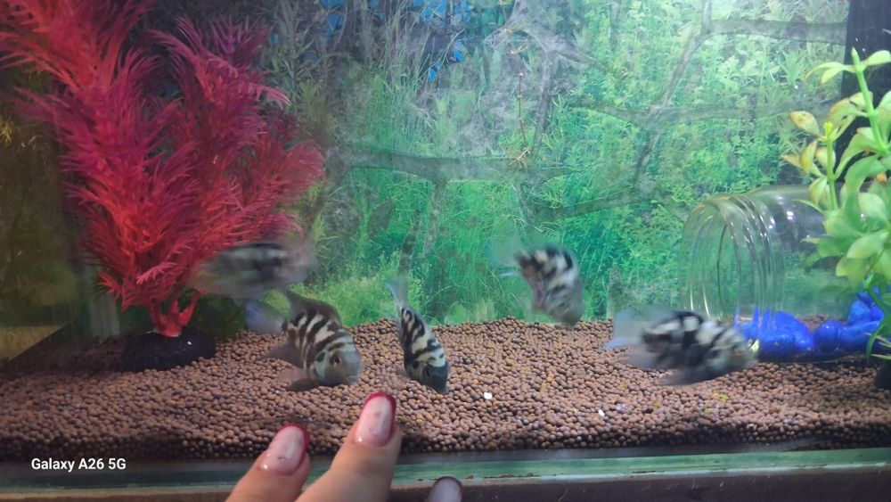 Сапфировые попугайчики