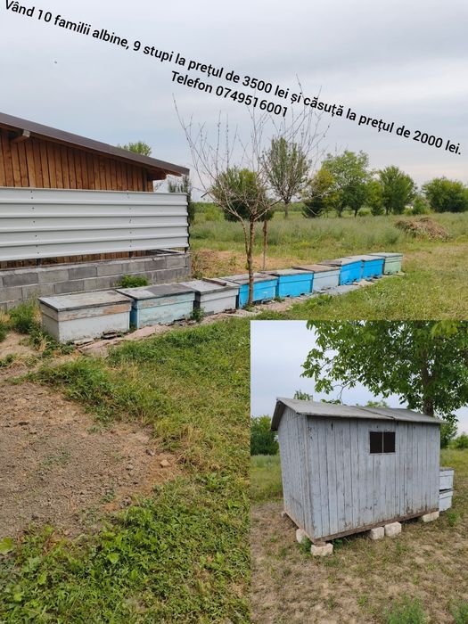 Vând albine, stupi și căsuța