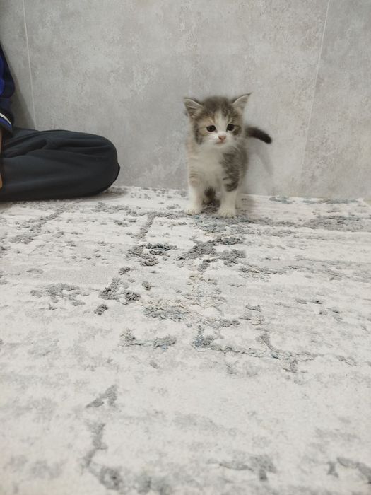 Отдам даром котят в хорошие руки