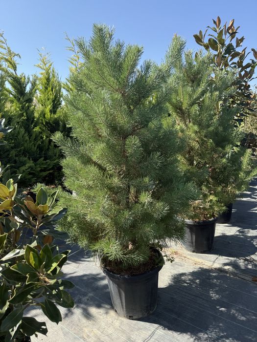 Plante pentru exterior