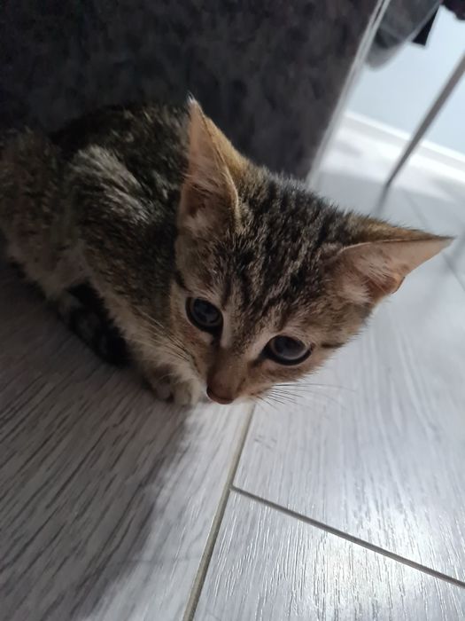 Отдам котёнка в хорошие руки