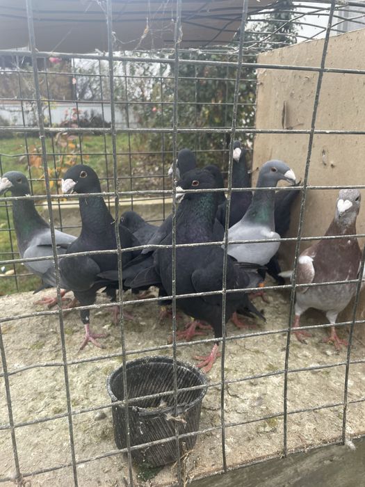 Vand porumbei germani