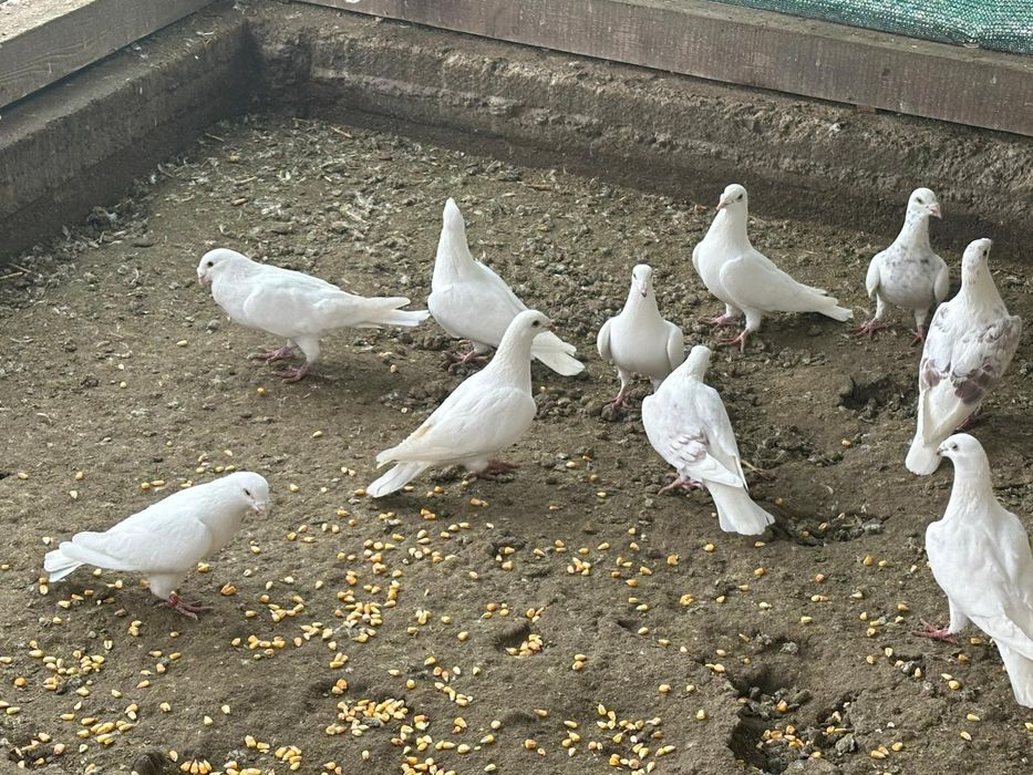 Pui tineri și batrani