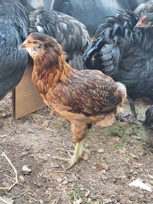 Cocosi si gaini araucana
