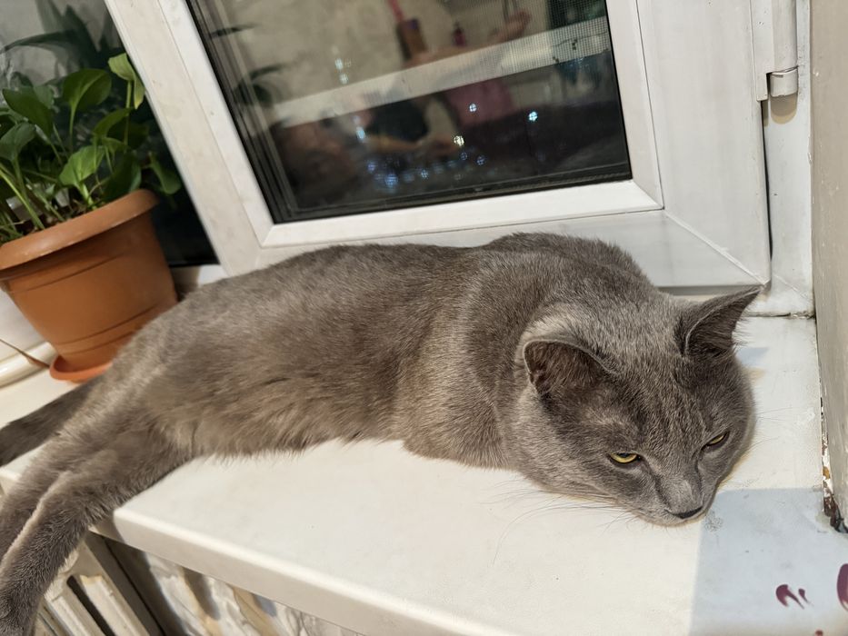 Шотландский пародистый кот