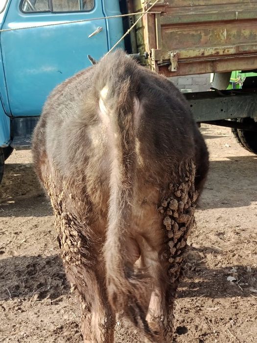 2 жасар бұқа бык