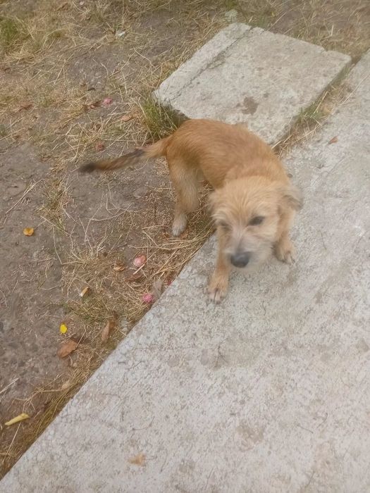 Cățeluș pentru  adopție   pufos