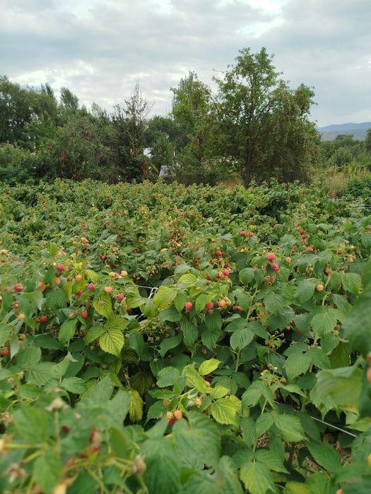 Продам саженцы ремонтантной малины