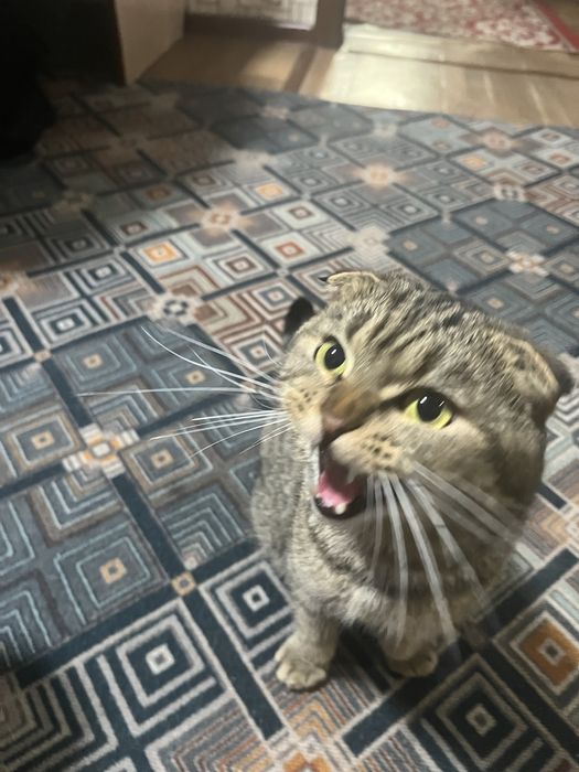 Шатлаская вислаухи