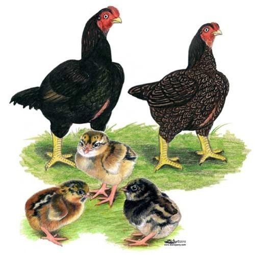 Корниш куры английский