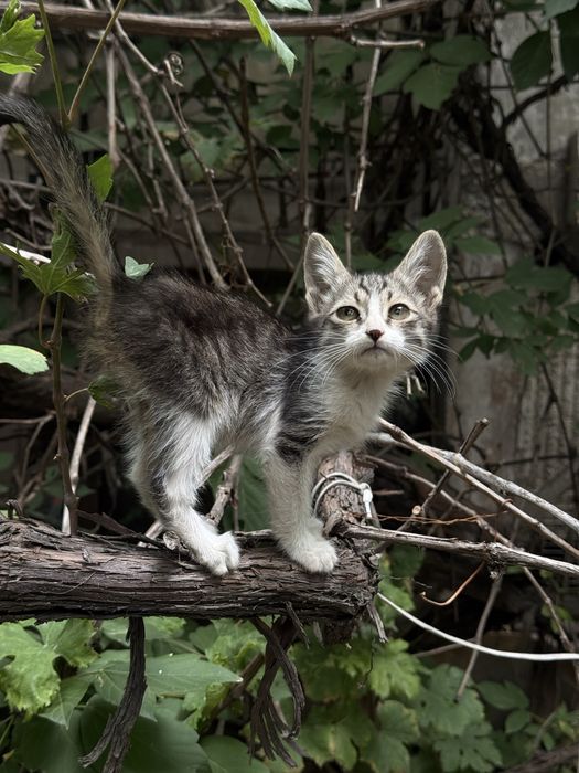 Ищем котятам любящих родителей