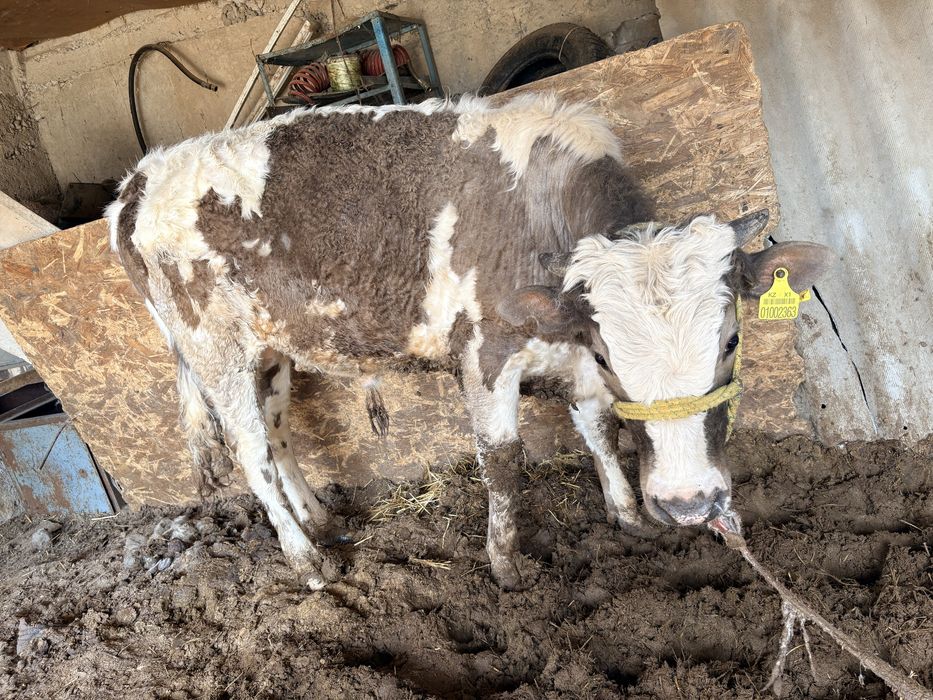 3 бука сатылады.