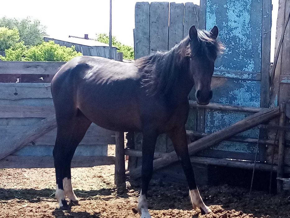 Жеребец крупный 2 года