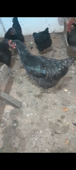 Продам петушков и курицу