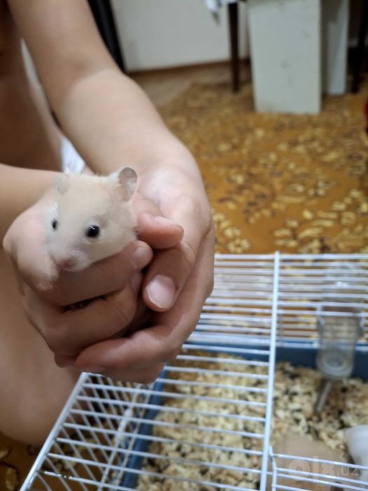 Продаются хомяки