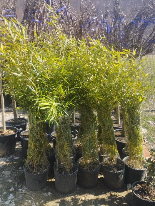 Bambus,scoruș de munte