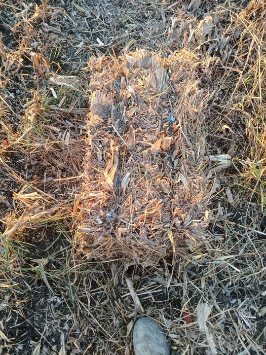 Vând baloti coceni / ciocani