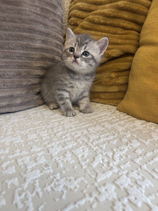 Baietel British Tabby Silver