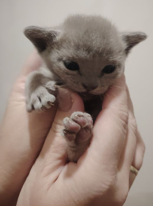 Европейская бурма