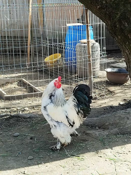 Cocoș Brahma și 5 puicuțe de Brahma