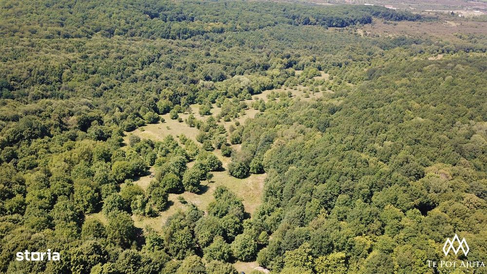 Livadă de Nuci, 11 Hectare comasate, Cisnădie, Jud. Sibiu