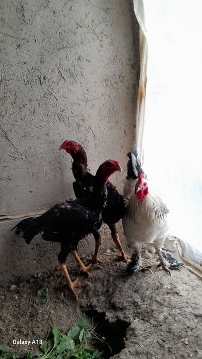 Xôrozlar sotiladi kulangi va bramma